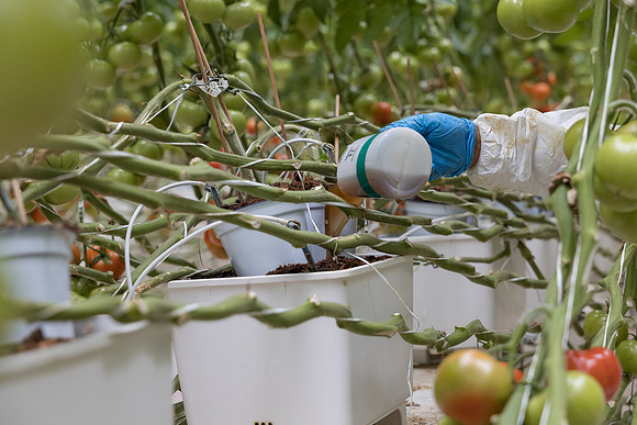 Seminis2023_MX_Wholesum_484