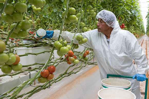 Seminis2023_MX_Wholesum_489