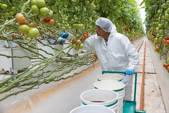 Seminis2023_MX_Wholesum_491