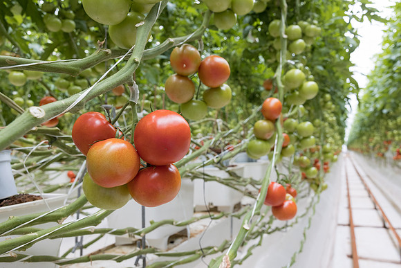 Seminis2023_MX_Wholesum_516