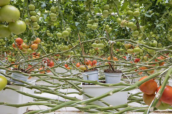 Seminis2023_MX_Wholesum_518