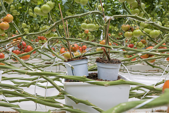 Seminis2023_MX_Wholesum_520