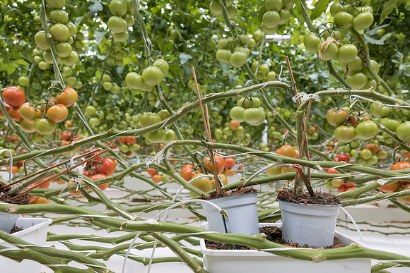 Seminis2023_MX_Wholesum_522