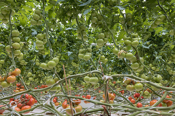 Seminis2023_MX_Wholesum_523