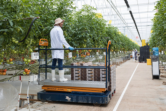 Seminis2023_MX_Wholesum_530