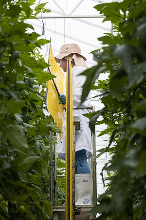 Seminis2023_MX_Wholesum_596