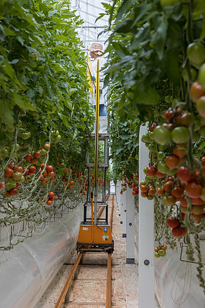 Seminis2023_MX_Wholesum_608