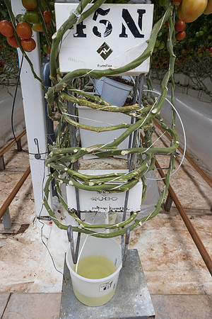 Seminis2023_MX_Wholesum_622