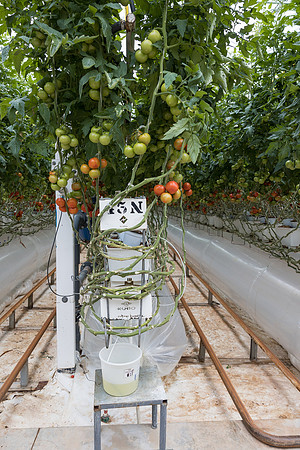 Seminis2023_MX_Wholesum_627