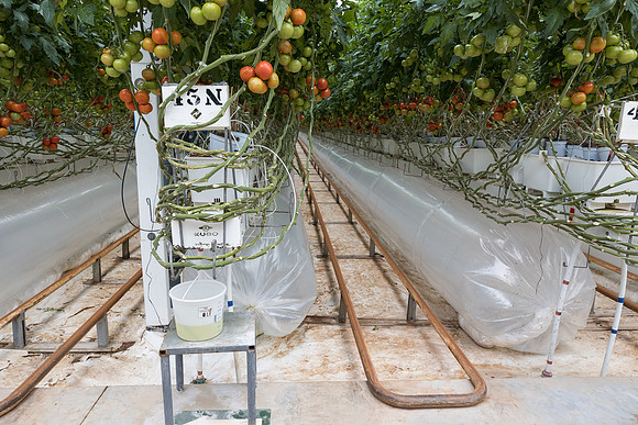 Seminis2023_MX_Wholesum_628