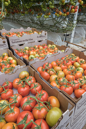 Seminis2023_MX_Wholesum_629