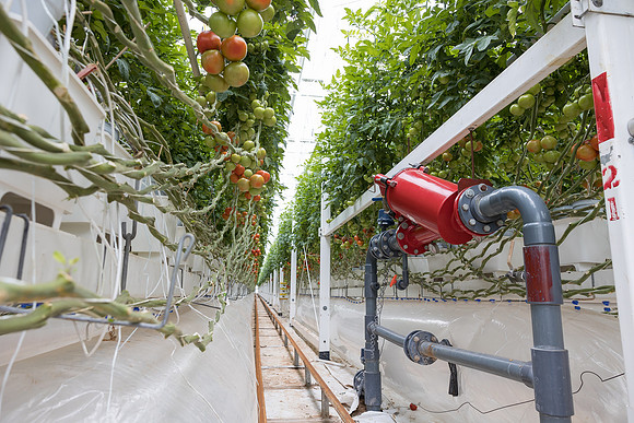 Seminis2023_MX_Wholesum_637