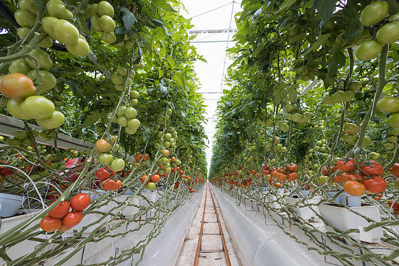 Seminis2023_MX_Wholesum_642