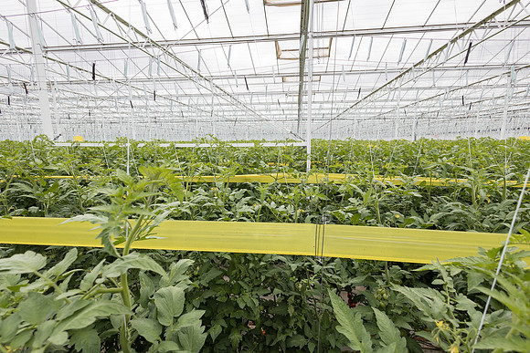 Seminis2023_MX_Wholesum_646