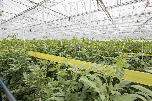 Seminis2023_MX_Wholesum_647