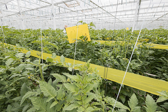Seminis2023_MX_Wholesum_648