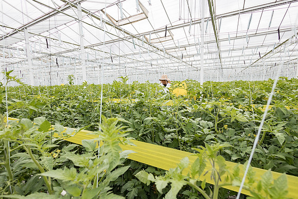 Seminis2023_MX_Wholesum_653