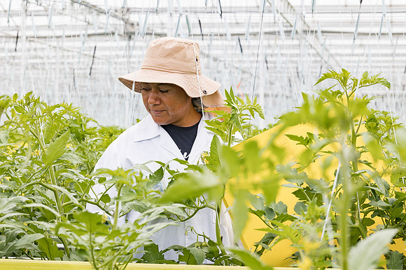Seminis2023_MX_Wholesum_657