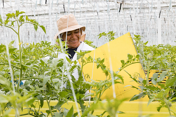 Seminis2023_MX_Wholesum_662