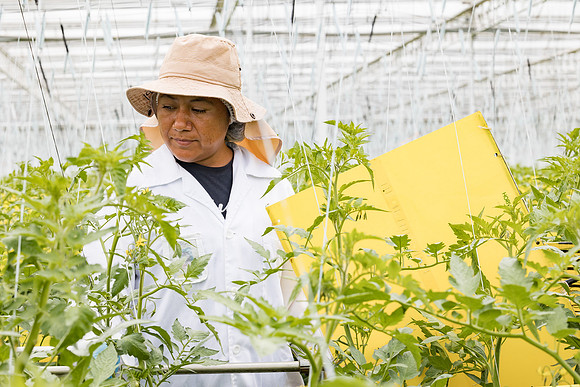 Seminis2023_MX_Wholesum_678