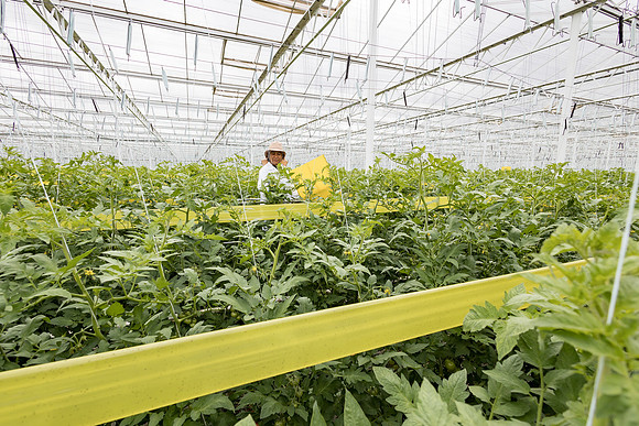 Seminis2023_MX_Wholesum_681