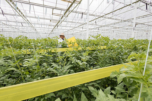 Seminis2023_MX_Wholesum_683