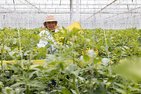Seminis2023_MX_Wholesum_692