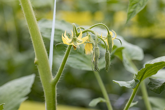 Seminis2023_MX_Wholesum_703