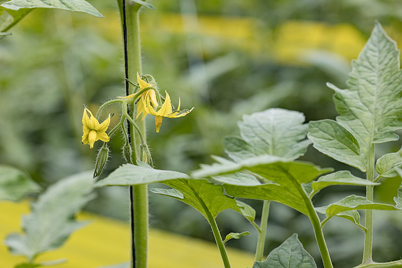 Seminis2023_MX_Wholesum_706