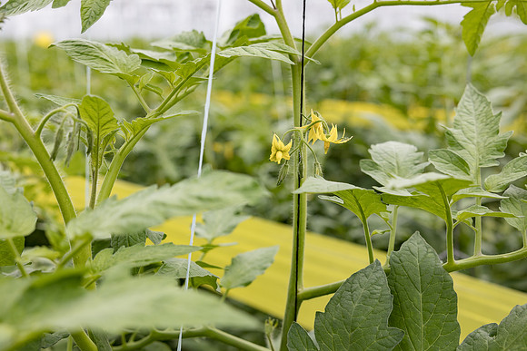 Seminis2023_MX_Wholesum_709