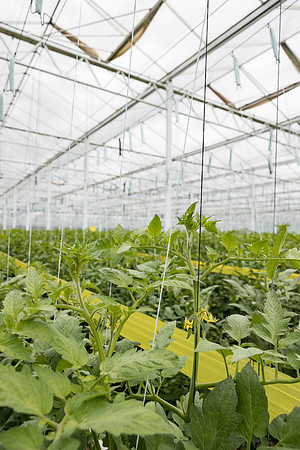 Seminis2023_MX_Wholesum_718