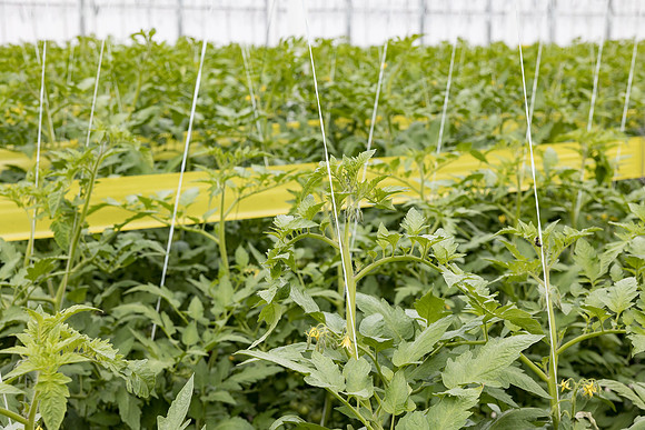 Seminis2023_MX_Wholesum_724