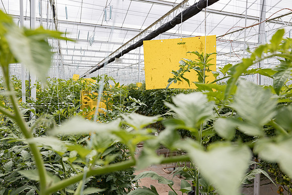 Seminis2023_MX_Wholesum_750