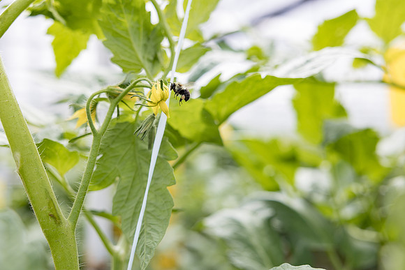 Seminis2023_MX_Wholesum_745