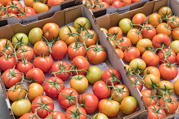 Seminis2023_MX_Wholesum_755