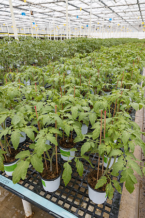 Seminis2023_MX_Wholesum_768