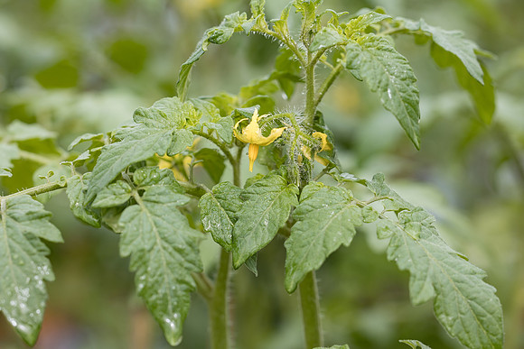 Seminis2023_MX_Wholesum_783