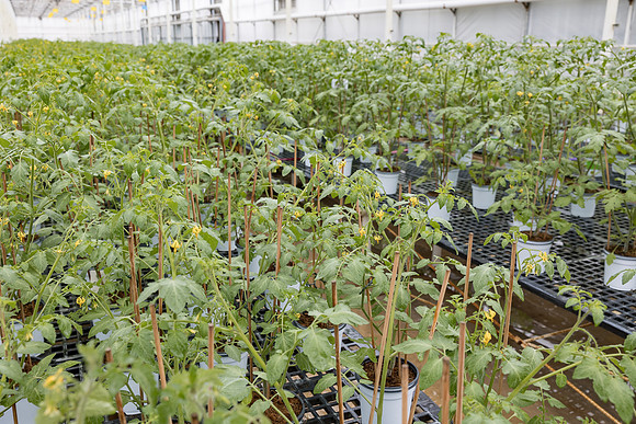 Seminis2023_MX_Wholesum_796