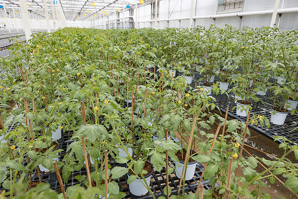 Seminis2023_MX_Wholesum_798