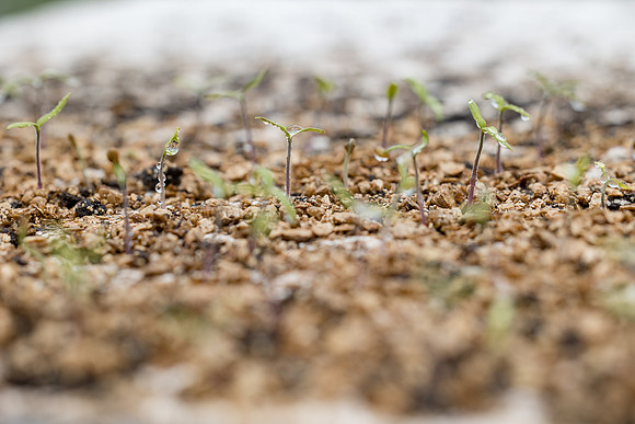 Seminis2023_MX_Wholesum_818