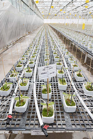 Seminis2023_MX_Wholesum_904