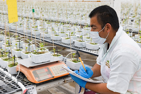Seminis2023_MX_Wholesum_914