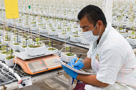 Seminis2023_MX_Wholesum_915