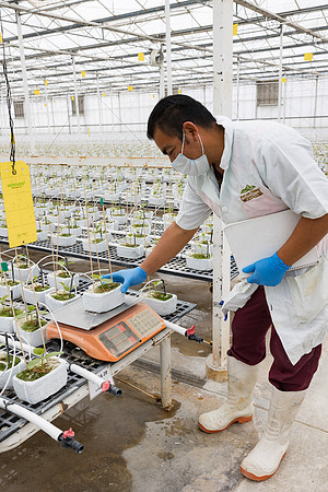 Seminis2023_MX_Wholesum_935