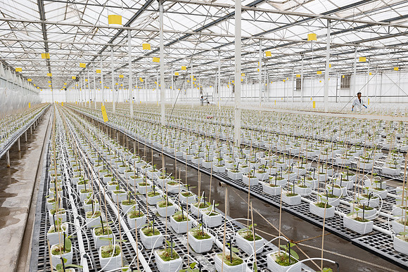 Seminis2023_MX_Wholesum_945