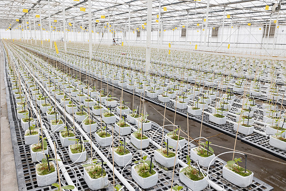 Seminis2023_MX_Wholesum_950