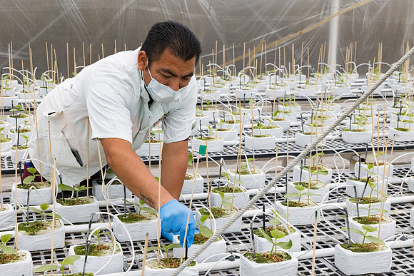 Seminis2023_MX_Wholesum_956