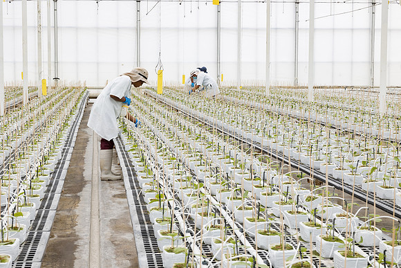 Seminis2023_MX_Wholesum_962