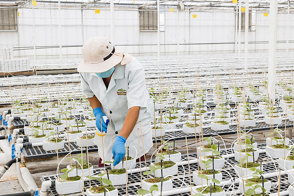 Seminis2023_MX_Wholesum_971
