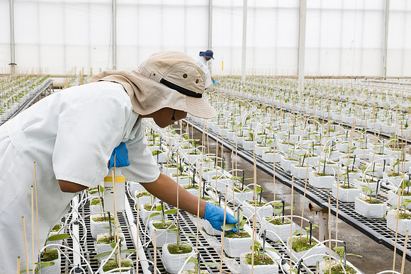 Seminis2023_MX_Wholesum_965